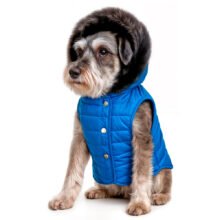 Alaska-azul-schnauzer