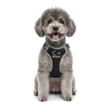 arnes-cover-black-modelo