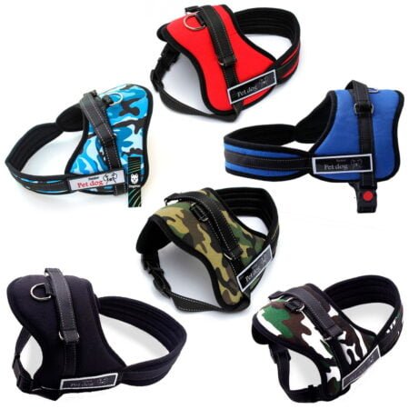 Arnes Senior Pet Dog