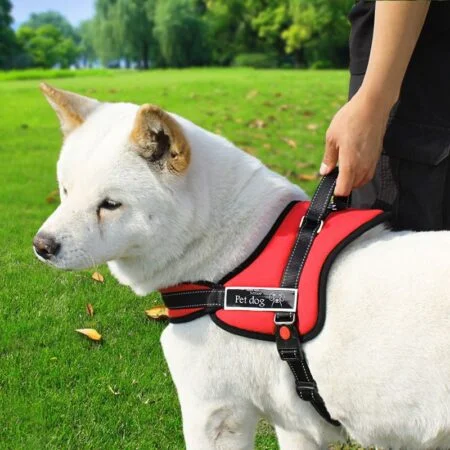 Arnes Senior Pet Dog